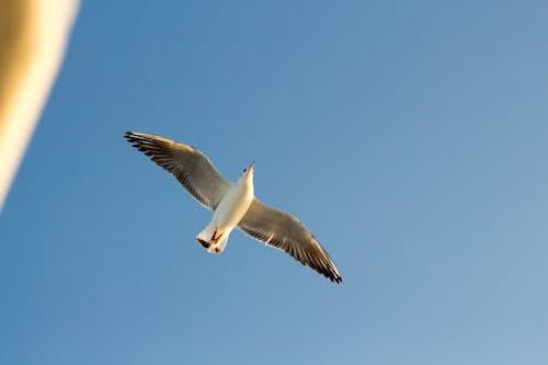 A Flying Seagull with Wings Spread Wide