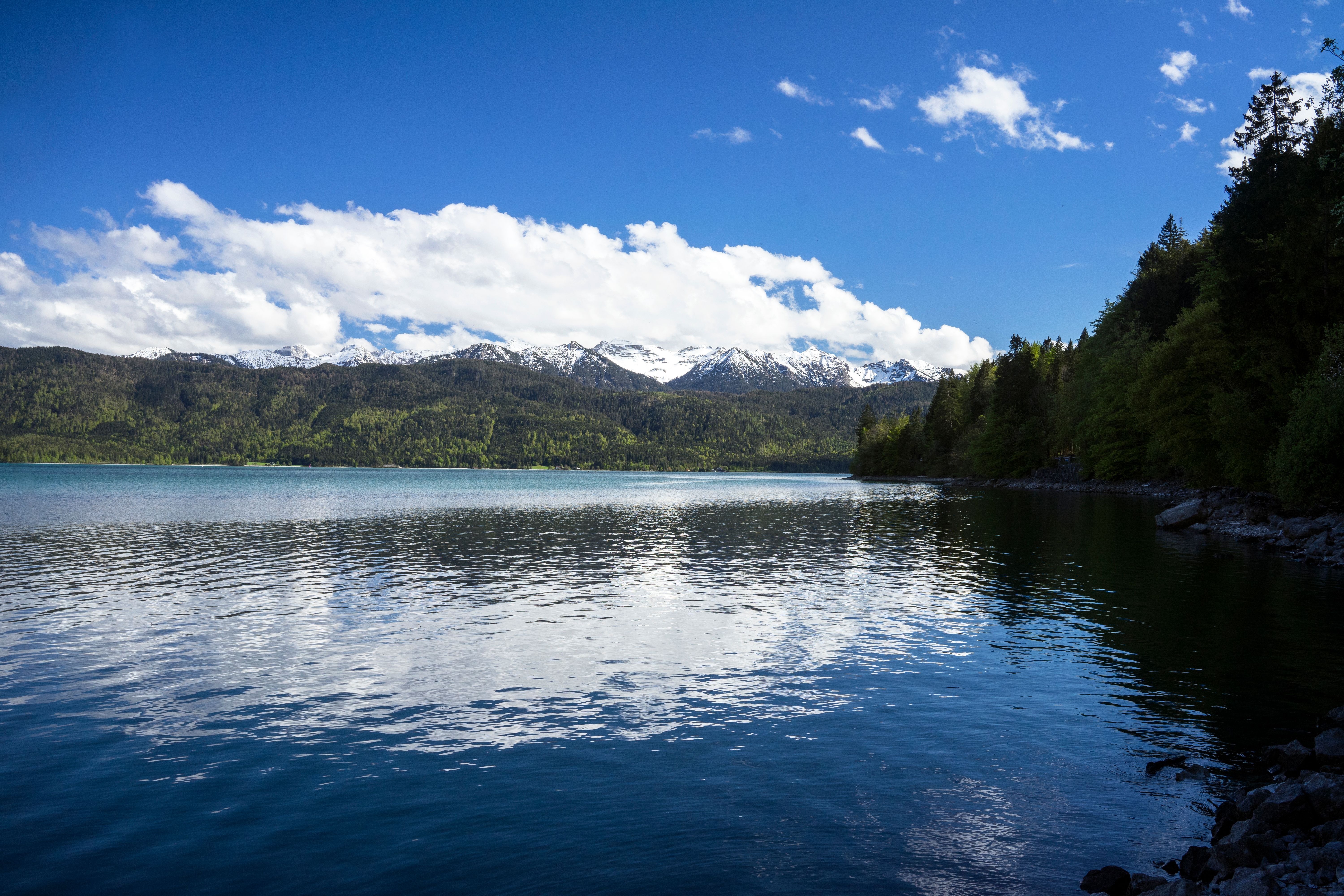 Green Trees Beside a Lake Under a Blue Sky with White Clouds · Free ...