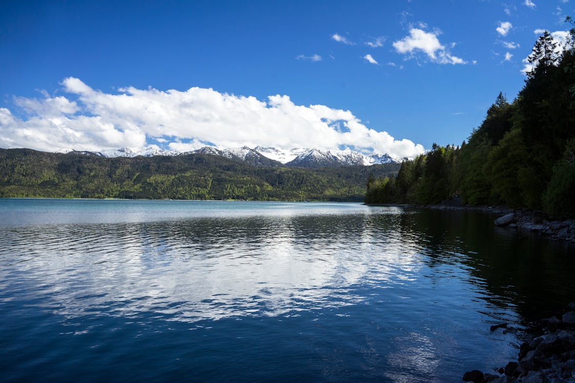 Green Trees Beside a Lake Under a Blue Sky with White Clouds
