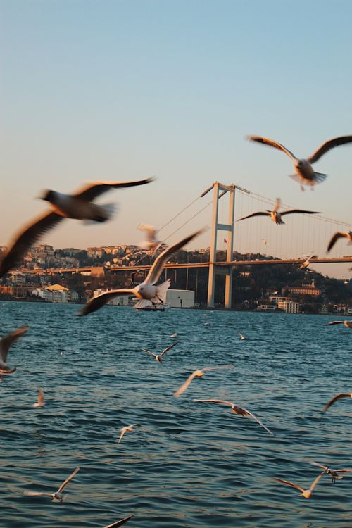 Free Seagulls soar over the Bosphorus with the iconic Bosphorus Bridge in Istanbul at dusk. Stock Photo