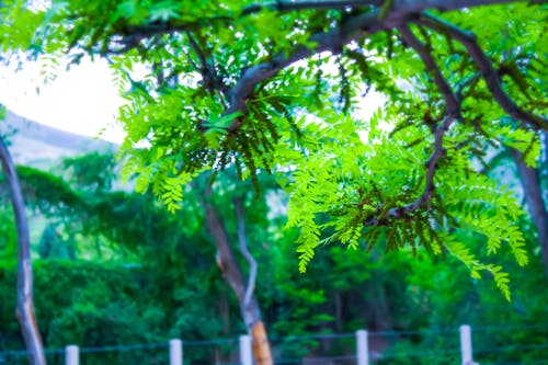 Free stock photo of green, green leaves, green trees Stock Photo