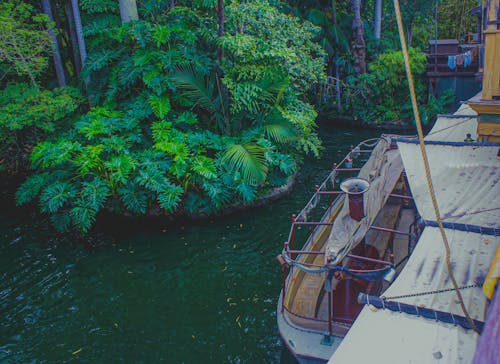 Free stock photo of boat, dark green plants, jungle Stock Photo