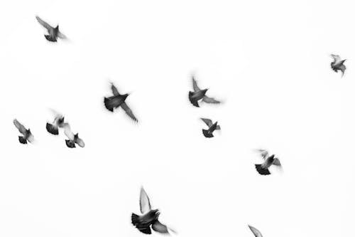 Free stock photo of abstract photo, bnw, dove