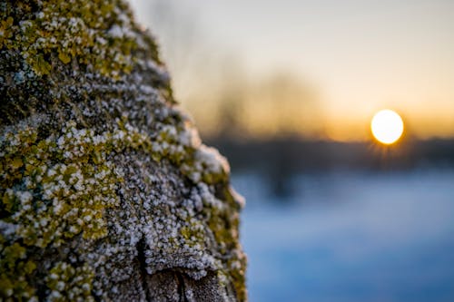 冬季, 冬季景觀, 冷 的 免費圖庫相片