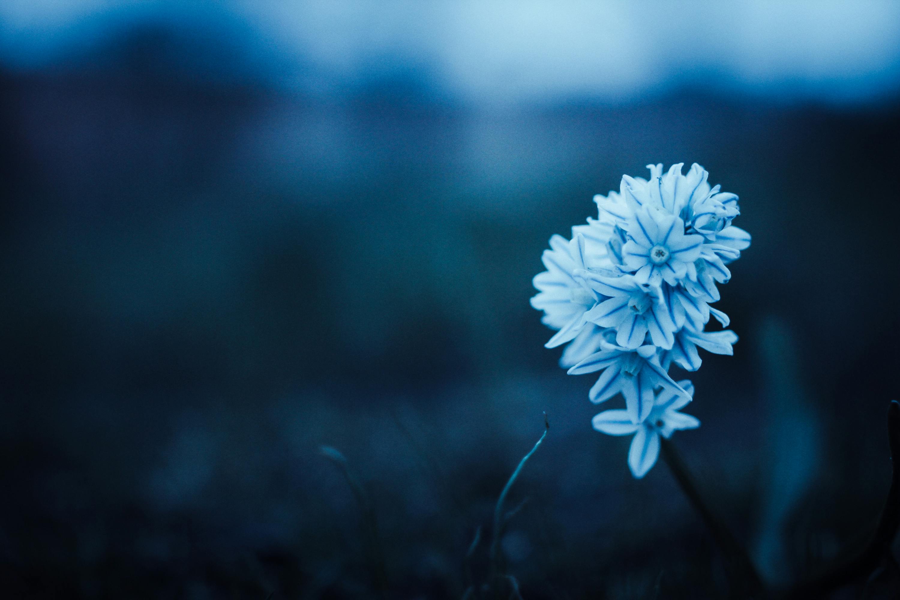 light blue flowers