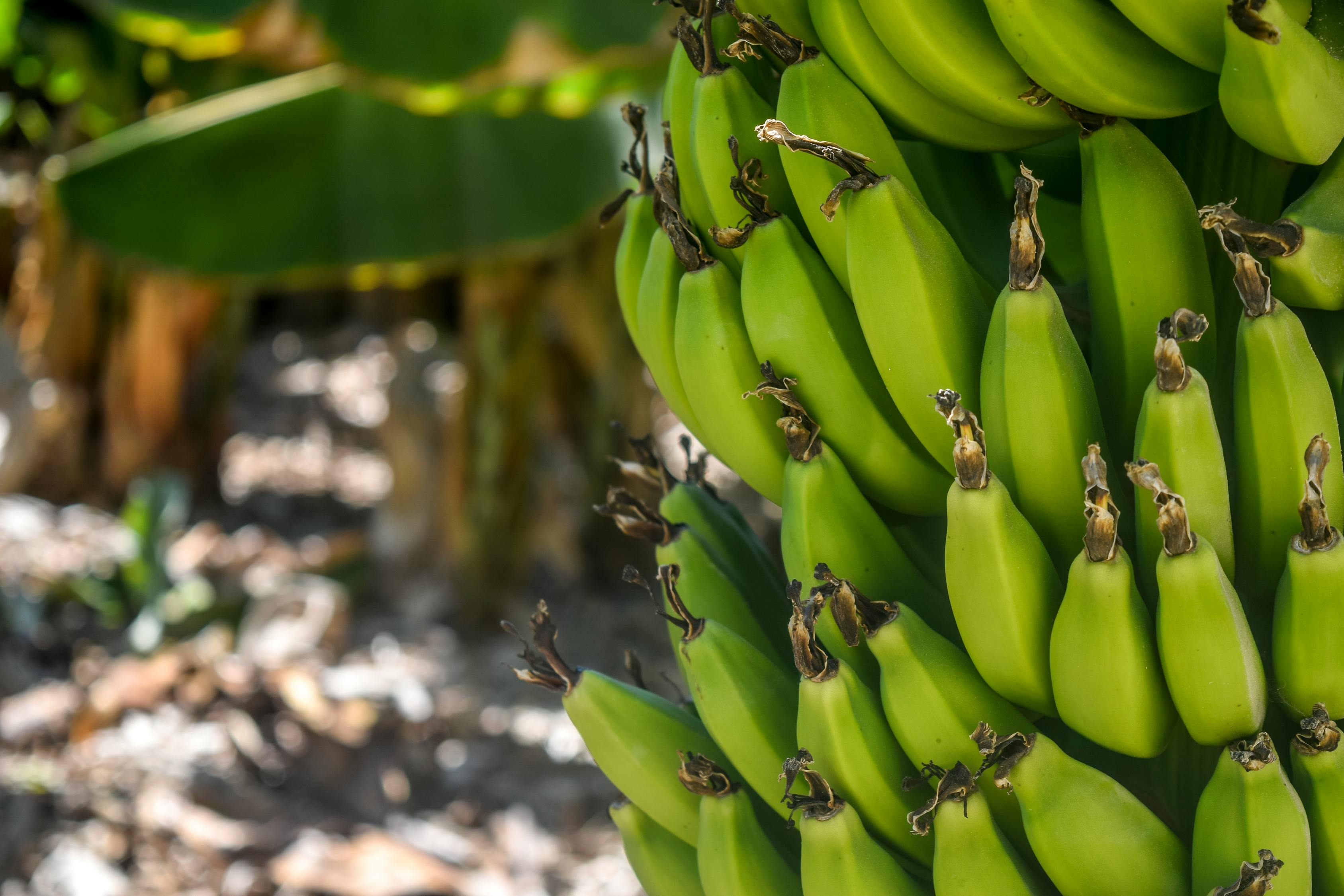 Using the storage containers to ripen them, farmer’s will pick this fruit before it is ready to eat?