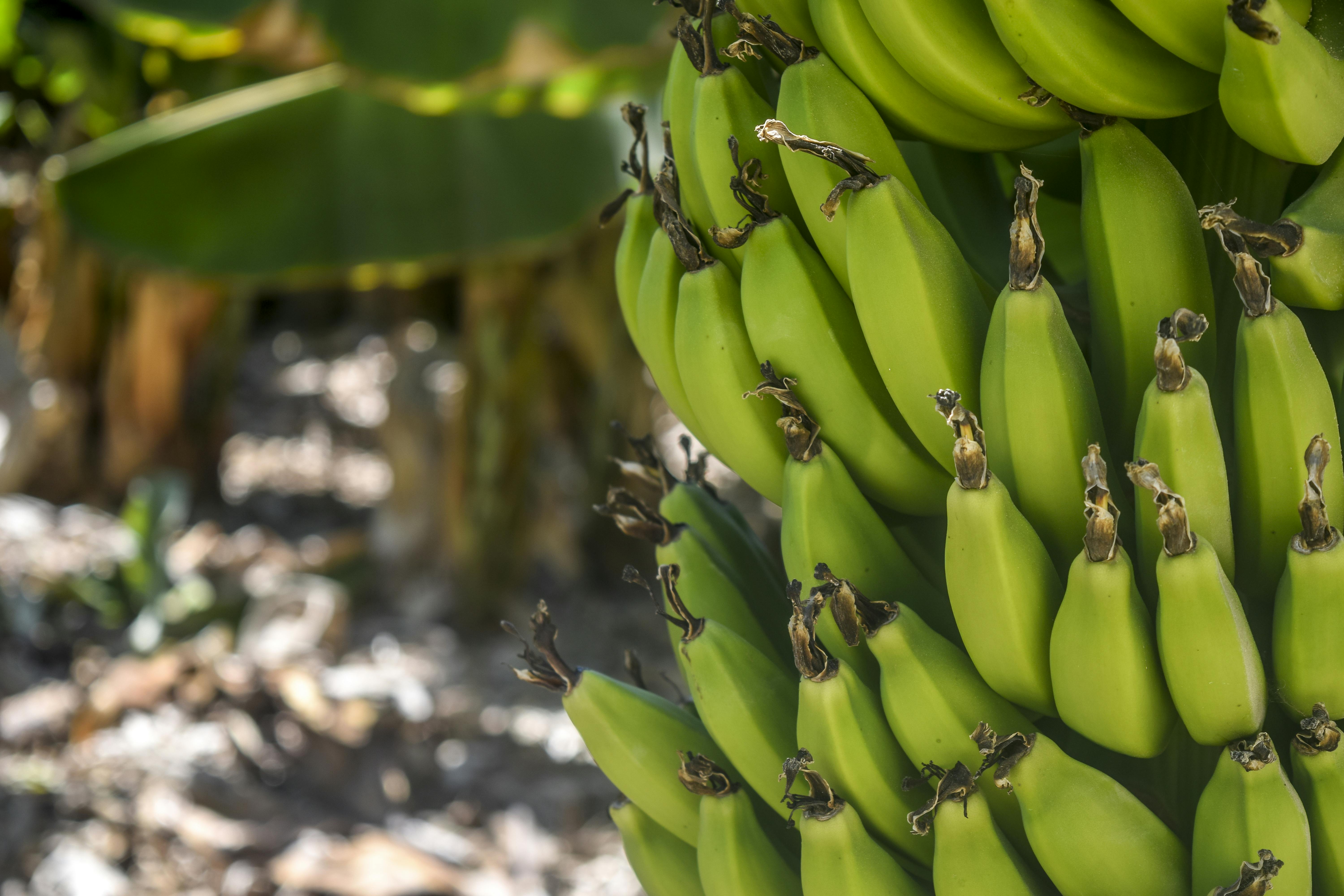 Kostenloses Foto zum Thema: bananen