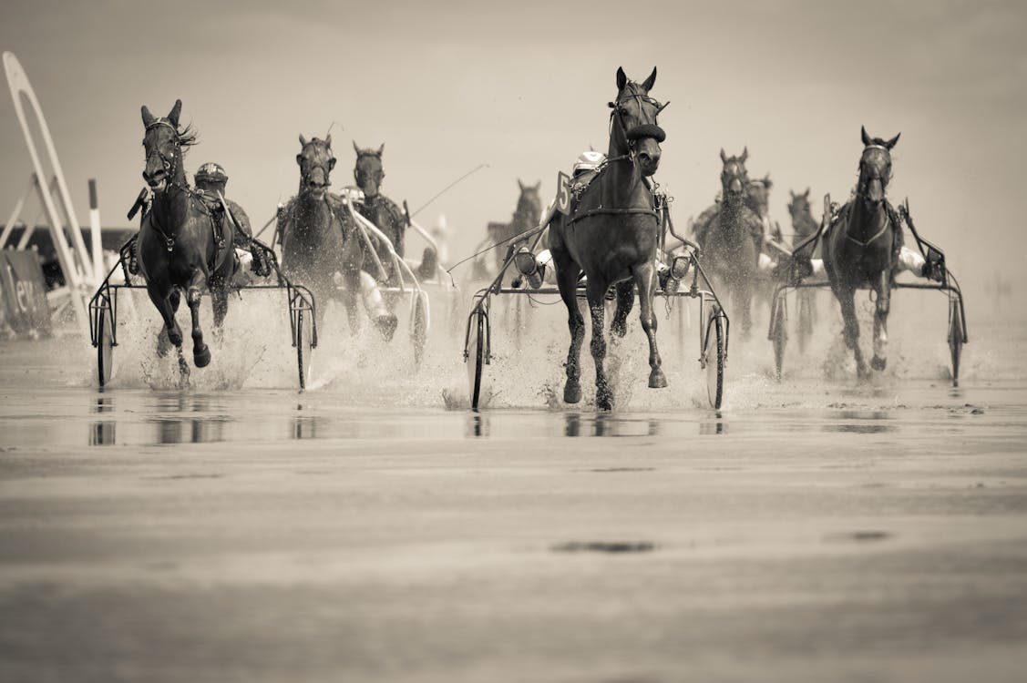 grátis Foto Em Tons De Cinza De Um Grupo De Cavalos Com Uma Carruagem Correndo No Corpo D'água Foto profissional