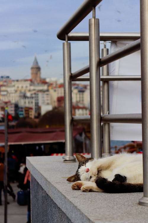 çok sevimli, dikey atış, Evcil Hayvan içeren Ücretsiz stok fotoğraf