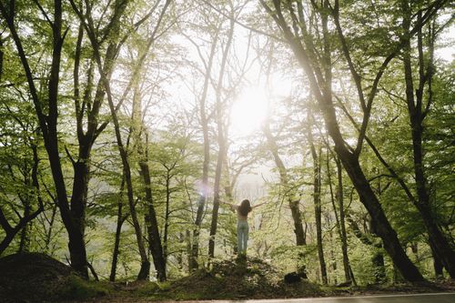Free A woman stands with open arms embracing sunlight among tall trees in a lush forest. Stock Photo