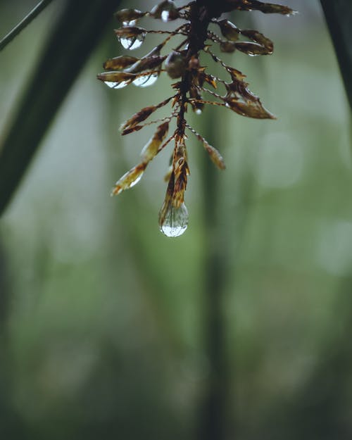 Foto d'estoc gratuïta de aigua, bokeh, bosc