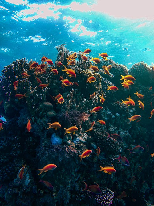 Free School of Fish Swimming over a Coral Reef Stock Photo