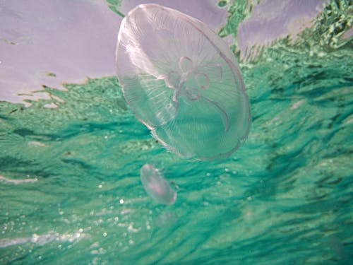 Close-Up Photo of a Transparent Jellyfish Underwater