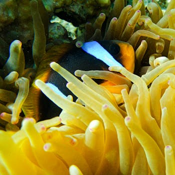 Captivating image of a clownfish nestled within vibrant sea anemones in a coral reef.