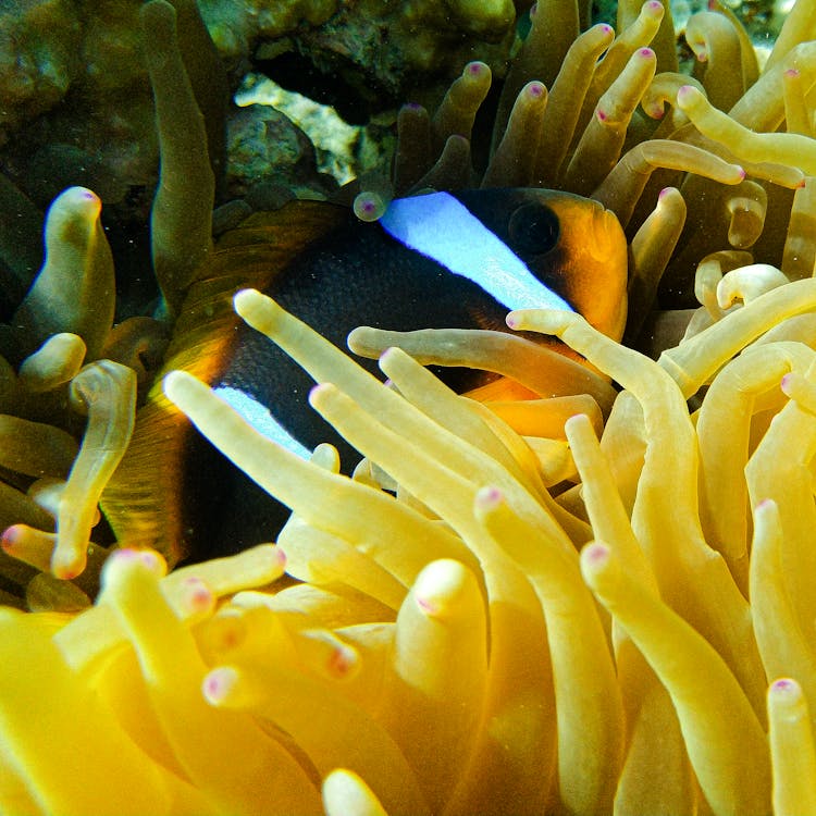 Blue And White Clown Fish