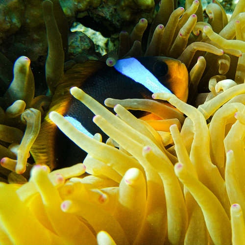 Free Captivating image of a clownfish nestled within vibrant sea anemones in a coral reef. Stock Photo