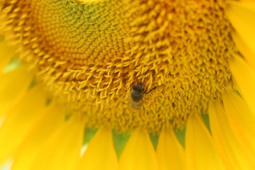 Mikrofoto Der Honigbiene Der Gelben Sonnenblumenblume