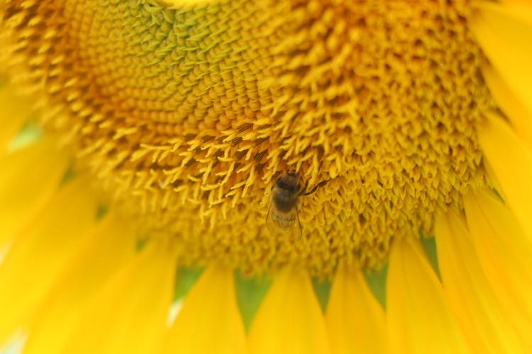 Micro Photo Of Honey Bee Of Yellow Sunflower Flower