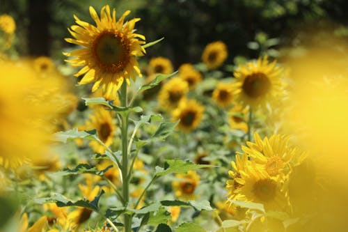 Free Photography Of Sunflowers Stock Photo