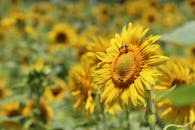 晴朗的天空下，蜜蜂在盛开的明亮向日葵间授粉