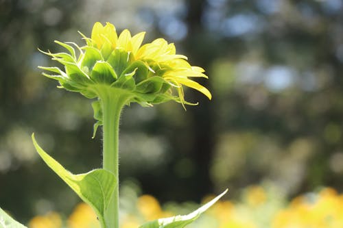 Selektive Fokusfotografie Der Gelben Und Grünen Blume