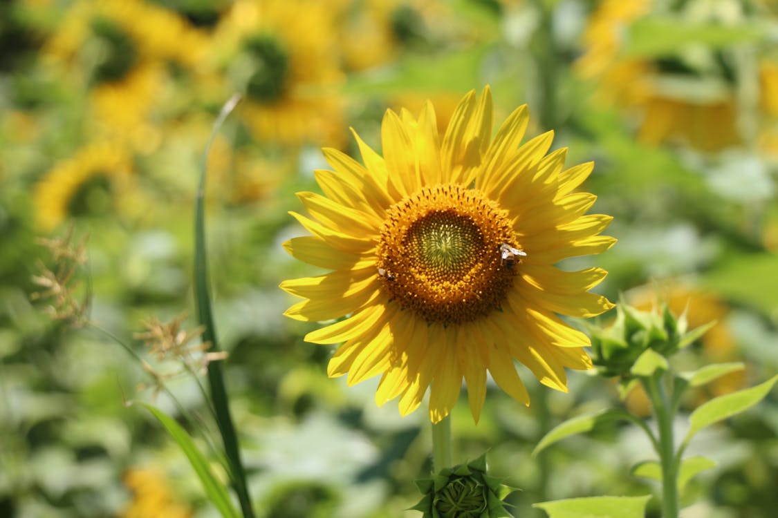 Kostenloses Foto Zum Thema Sonnenblume