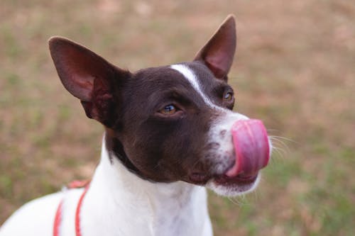 Free stock photo of dog head, tongue out Stock Photo