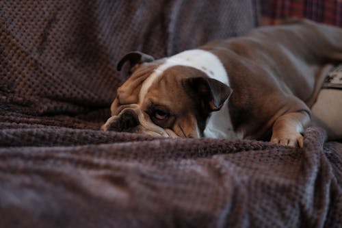 Free Brown Bulldog on Sofa Stock Photo