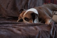 一只可爱的斗牛犬躺在纹理毯子上，营造出轻松舒适的室内氛围