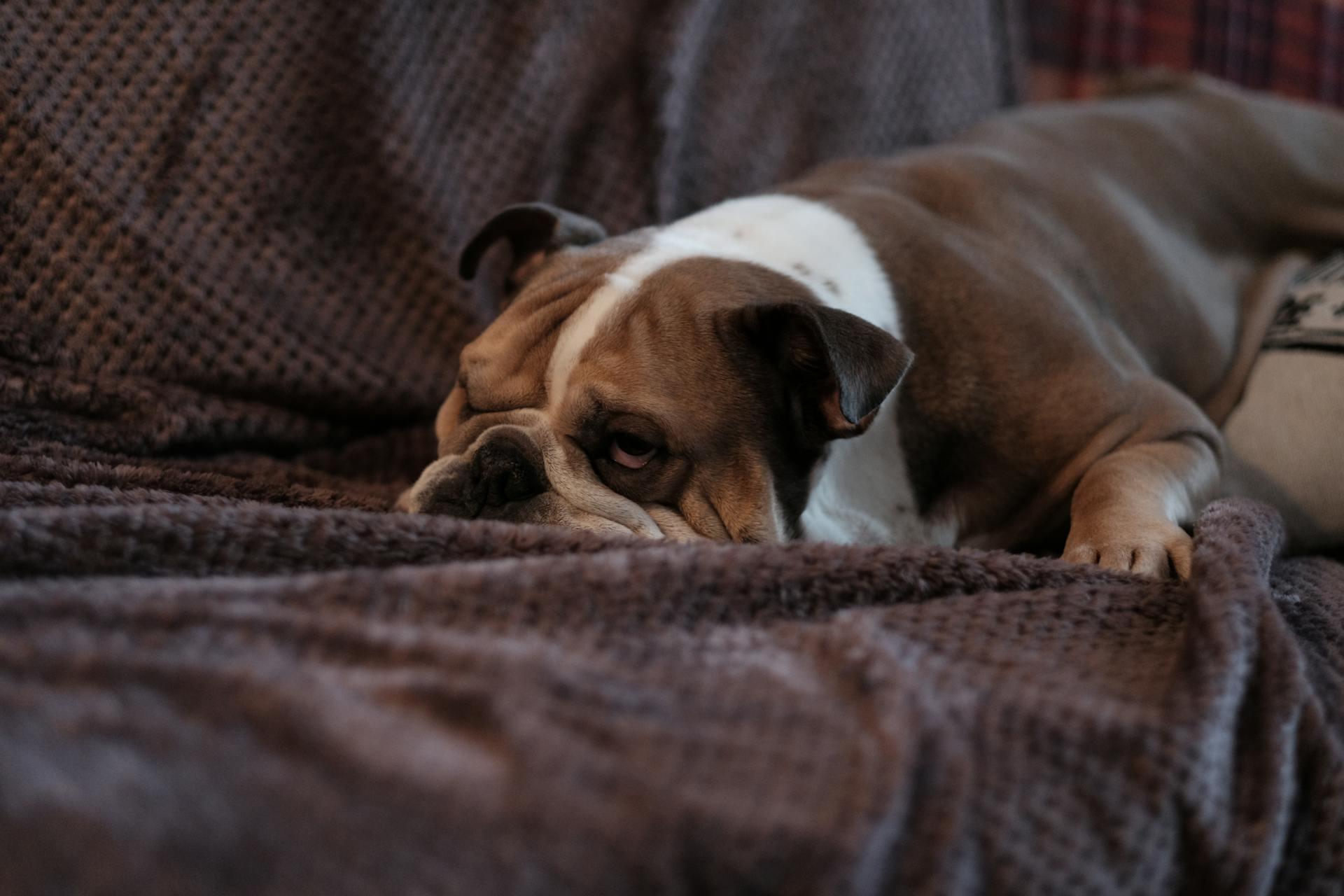 Brun bulldog på soffan