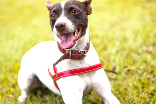 Free Close-Up Photo of a Cute Dog with Leash Stock Photo