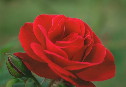 Macro Photography of a Blooming Red Rose