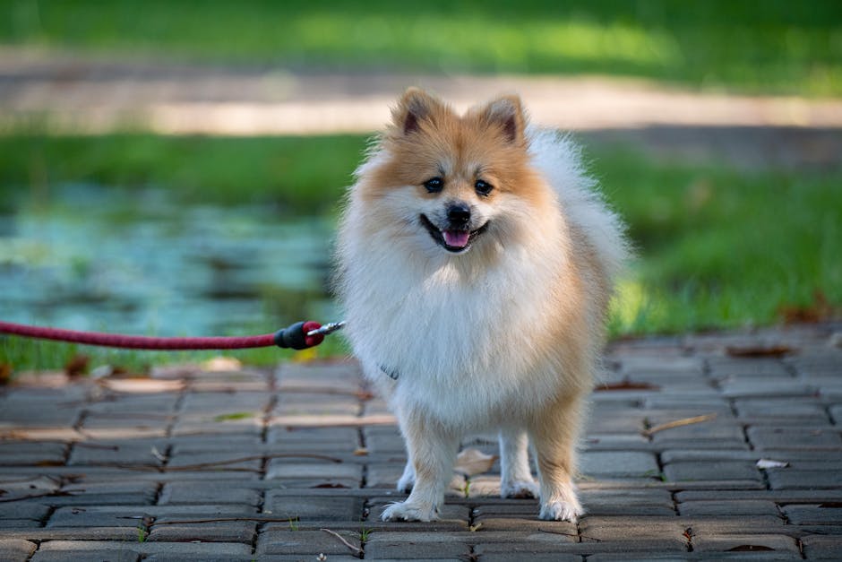 #residentialassistedliving - Cute Pomeranian dog on a leash enjoying a sunny day outdoors on a stone pathway.