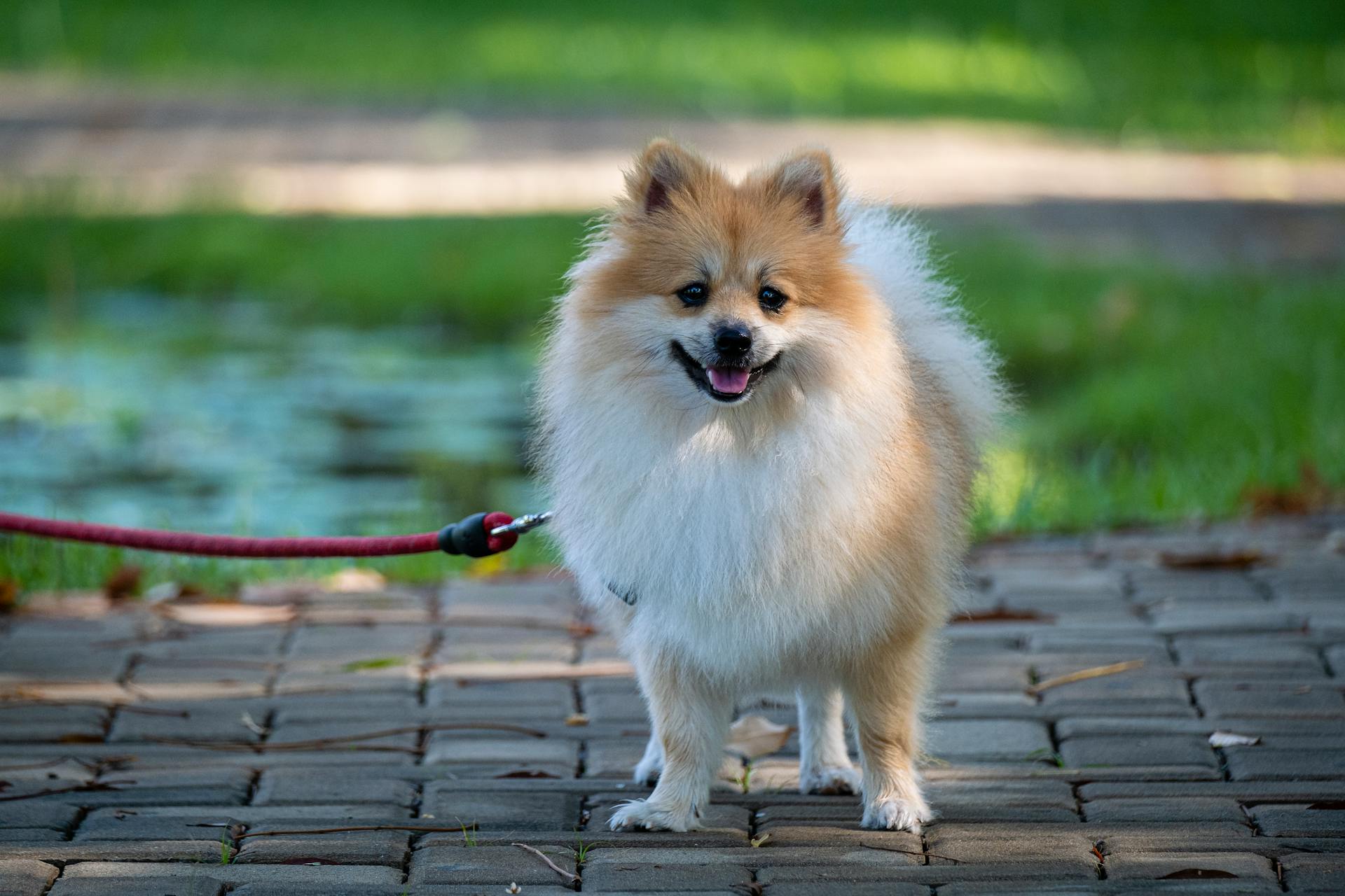 A Pomeranian Dog on a Leash