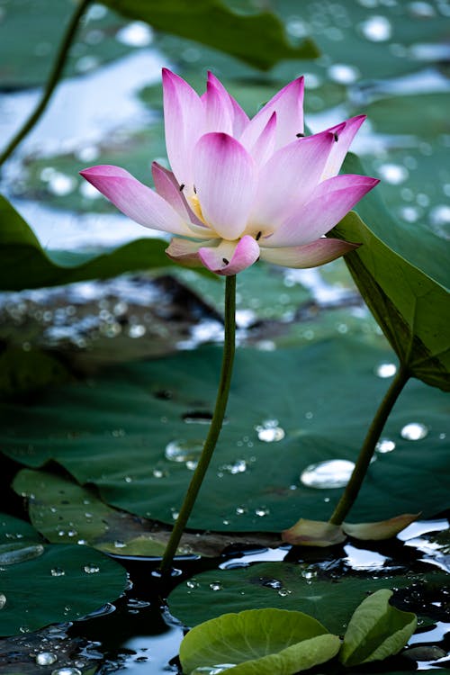 Pink Lotus Flower on Pond