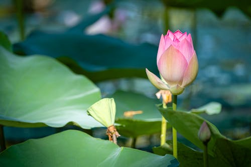 Close-Up Photo of Lotus Flower