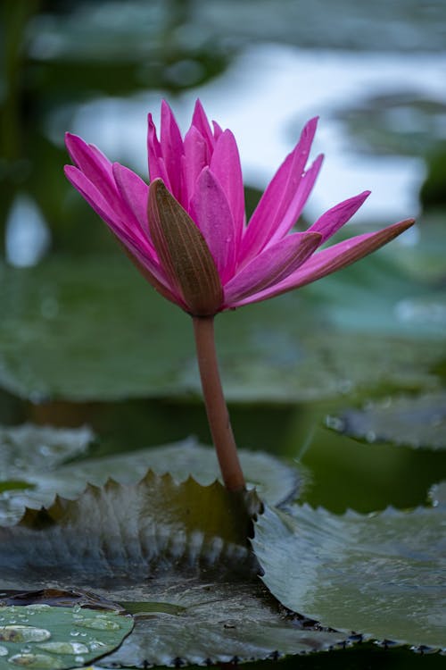 Free Purple Waterlily in Bloom Stock Photo