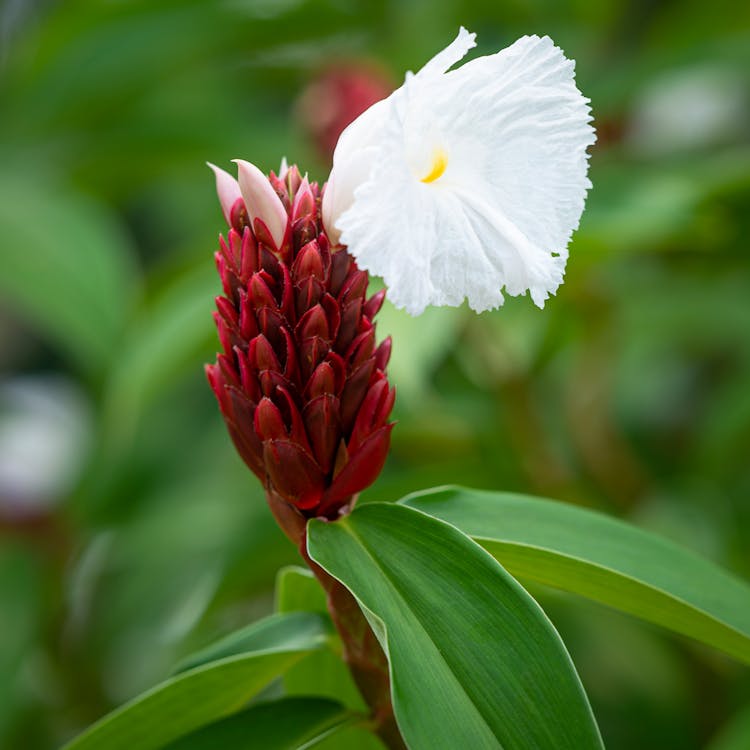 White and Red Flower in Macro Lens