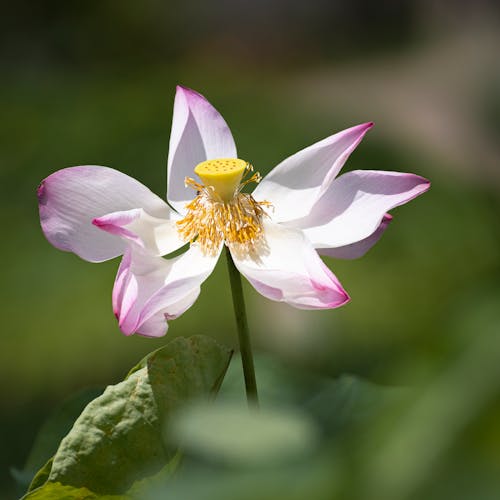 Free A White Lotus Flower
Stock Photo