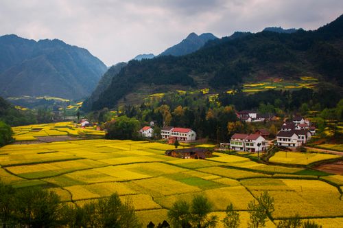 Free Charming rural landscape with vibrant yellow fields, houses, and mountains in the background. Stock Photo