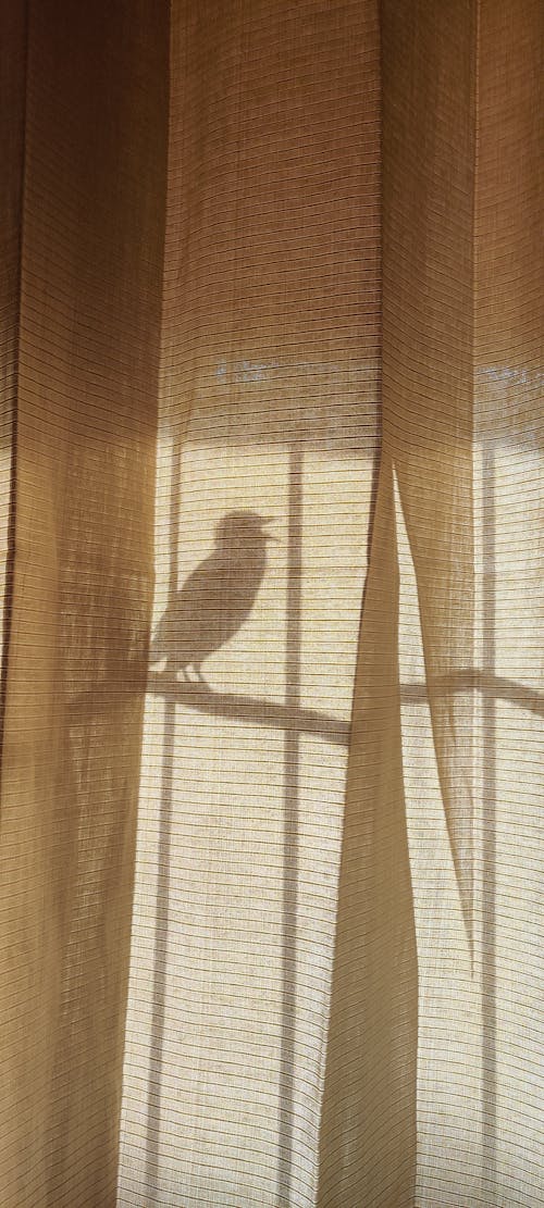 A Bird Behind A brown COUNTTRYtside a WindowBrown Window Curtain
