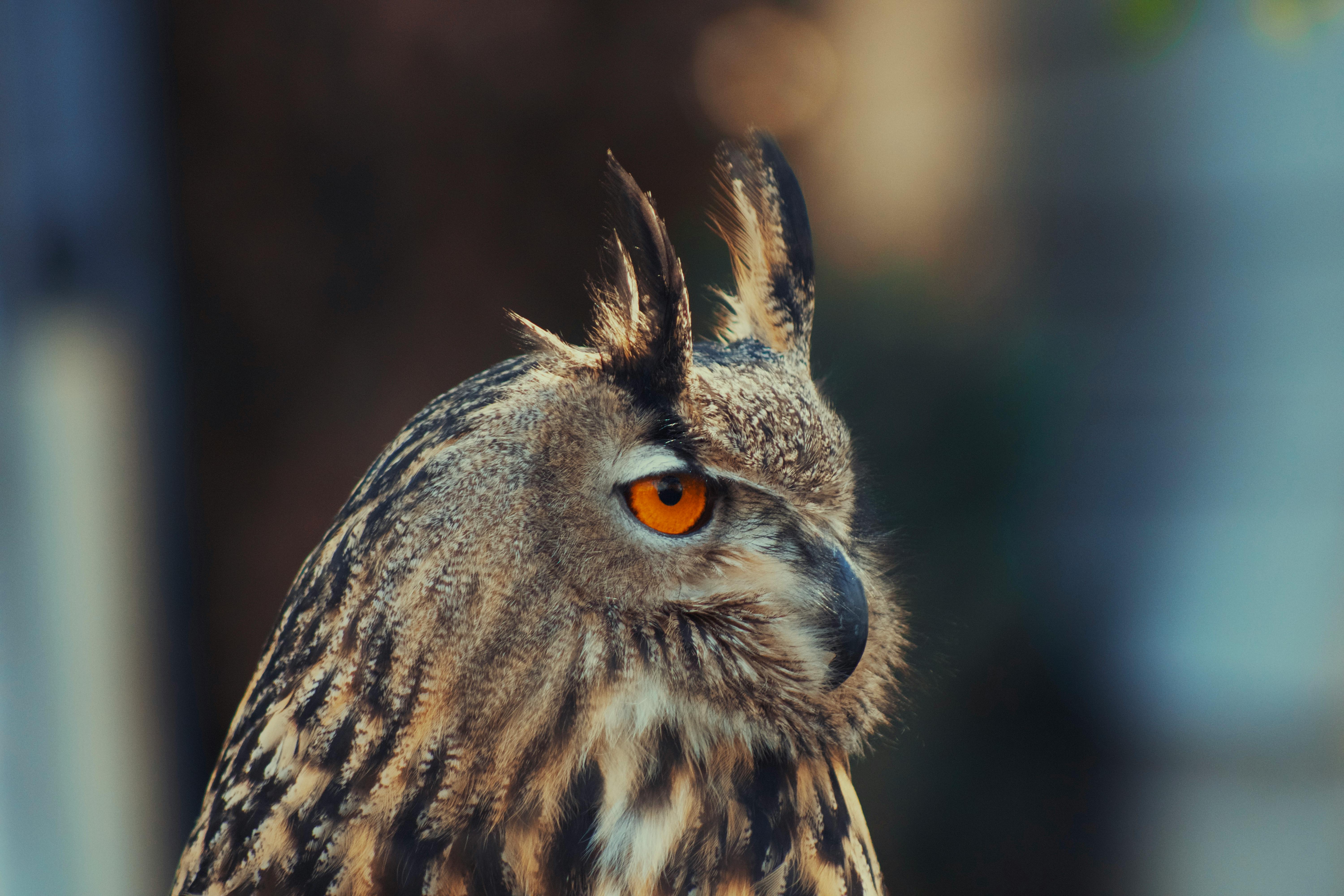 4. Cycle de vie du Hibou Grand-Duc : De l'éclosion au déploiement des ailes