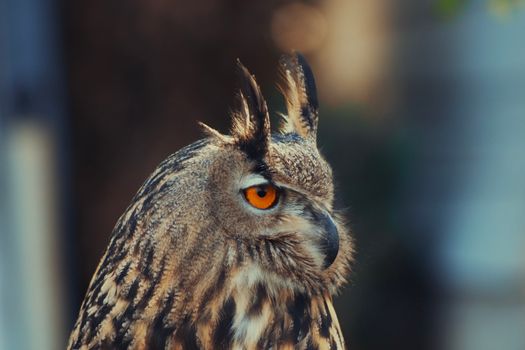 Stunning close-up of a Great Horned Owl showcasing its vivid orange eyes and detailed feathers.