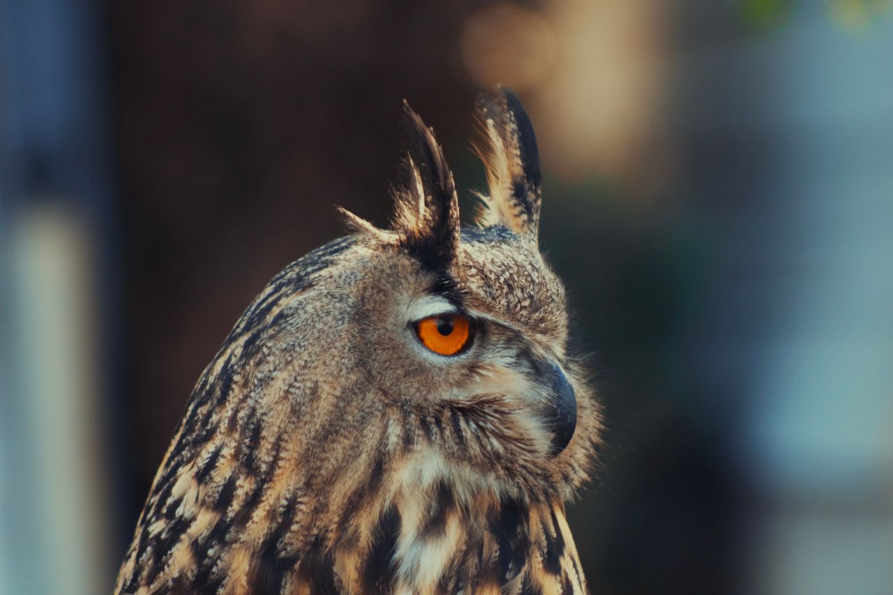 stunning close up of a great horned owl showcasing its vivid orange ey