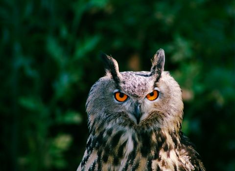 Close-up of a great horned owl with piercing eyes, captured in a serene outdoor setting.