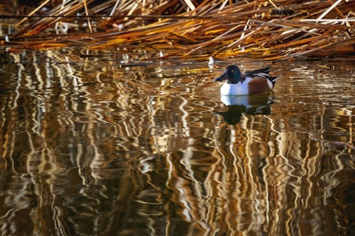 Northern shoveler duck swimming in calm river
