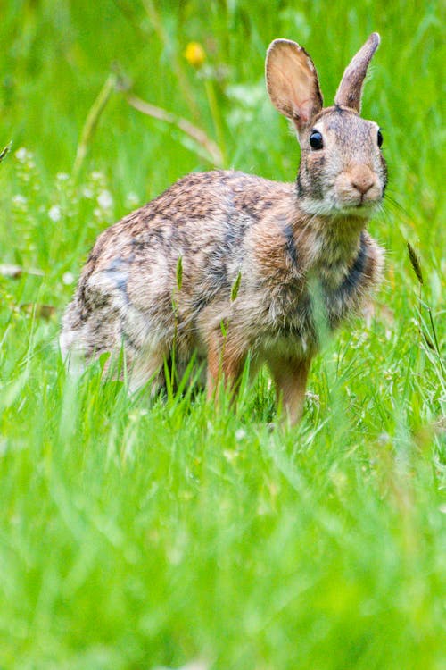Gratis Immagine gratuita di animale, coniglietto, coniglio Foto a disposizione