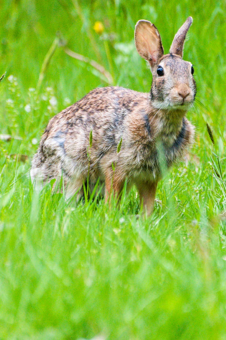 A Mountain Cottontail On The Grass