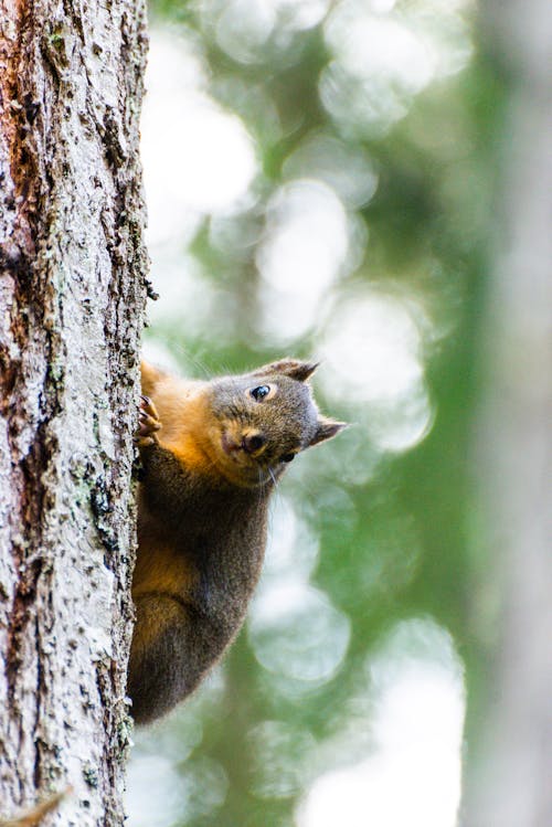 Free A Brown Squirrel on a Tree Bark Stock Photo