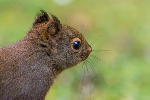 Free Brown Squirrel in Close-up Photography Stock Photo